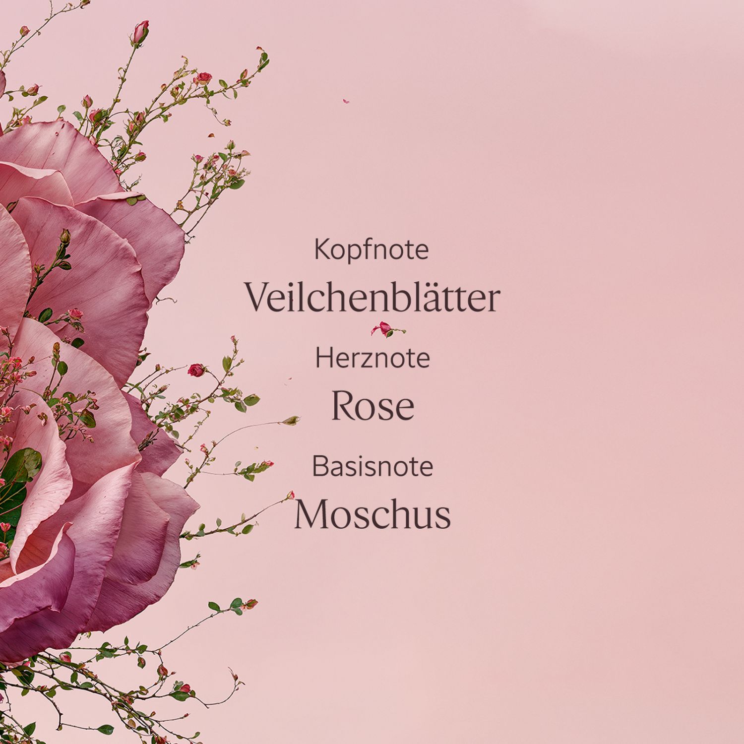 Rose Handcreme